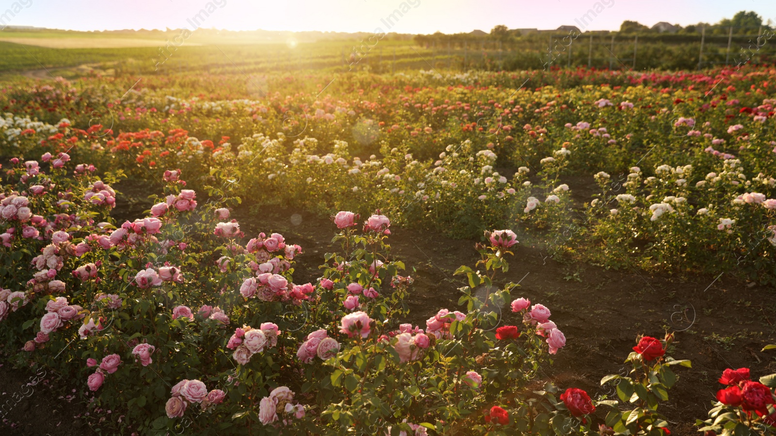 Photo of Bushes with beautiful roses outdoors on sunny day