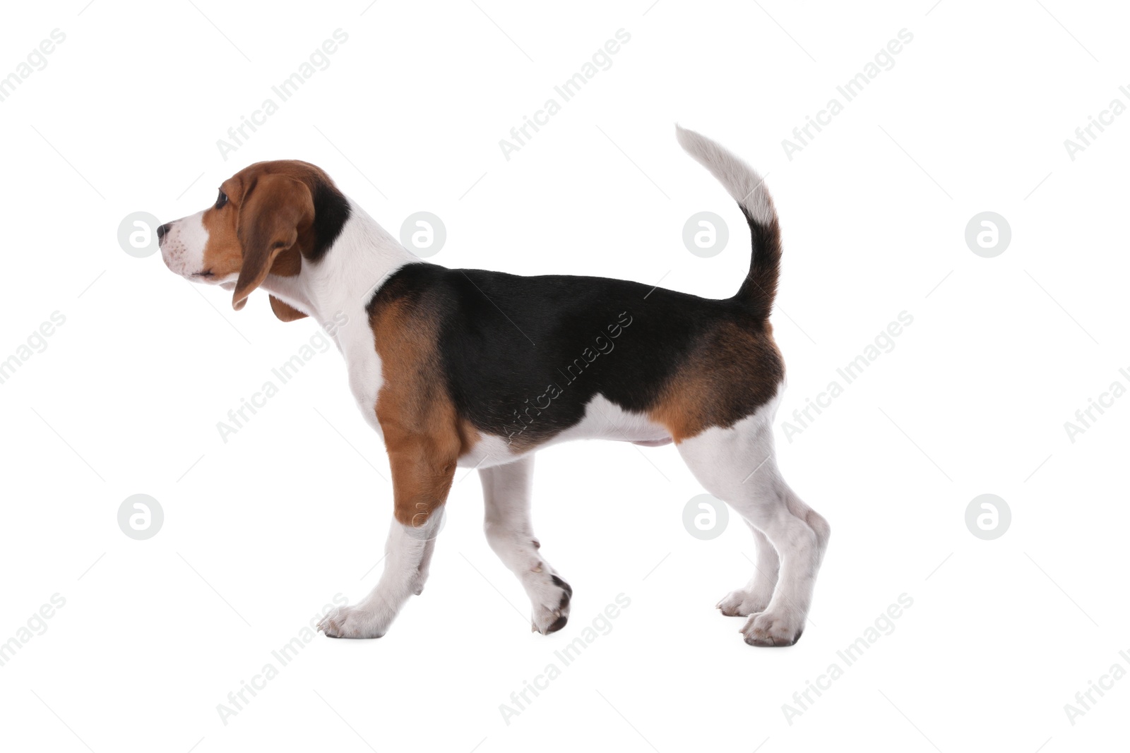 Photo of Cute Beagle puppy on white background. Adorable pet