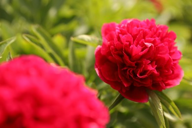 Beautiful red peony outdoors on spring day, closeup