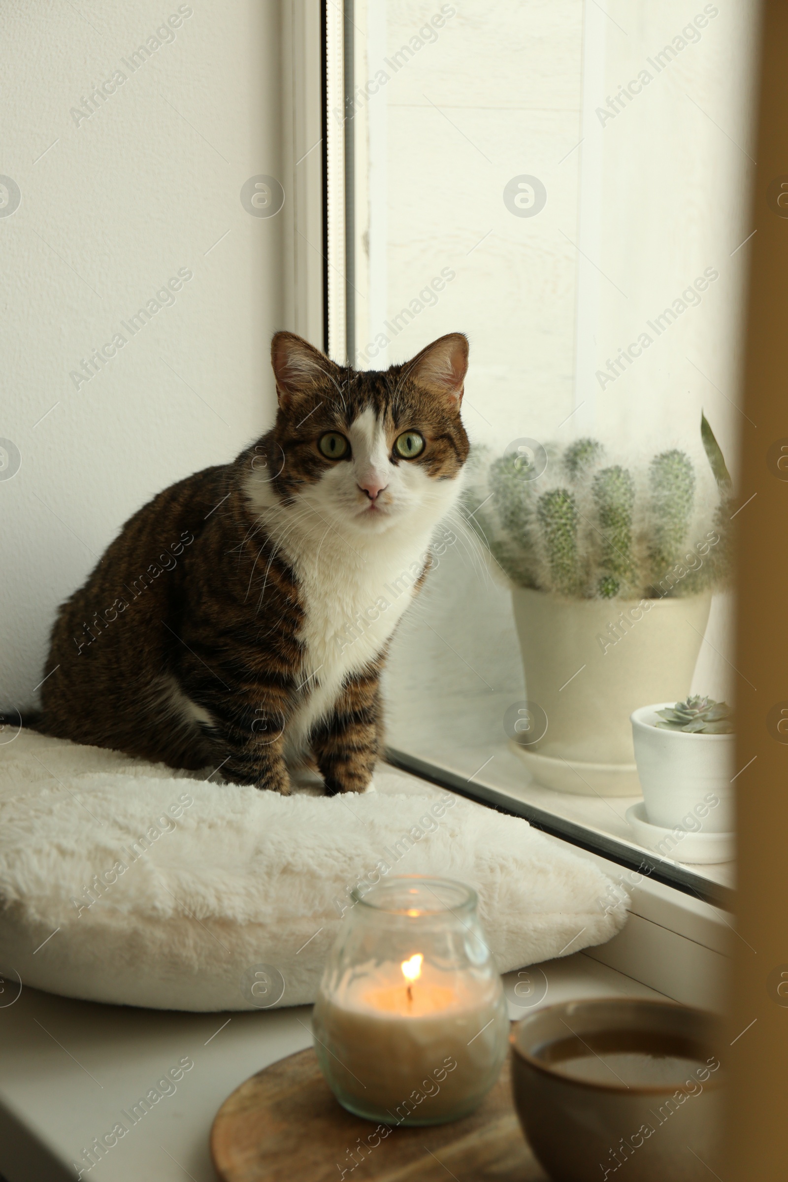 Photo of Cute cat, cup of hot drink and burning candle on window sill at home. Adorable pet