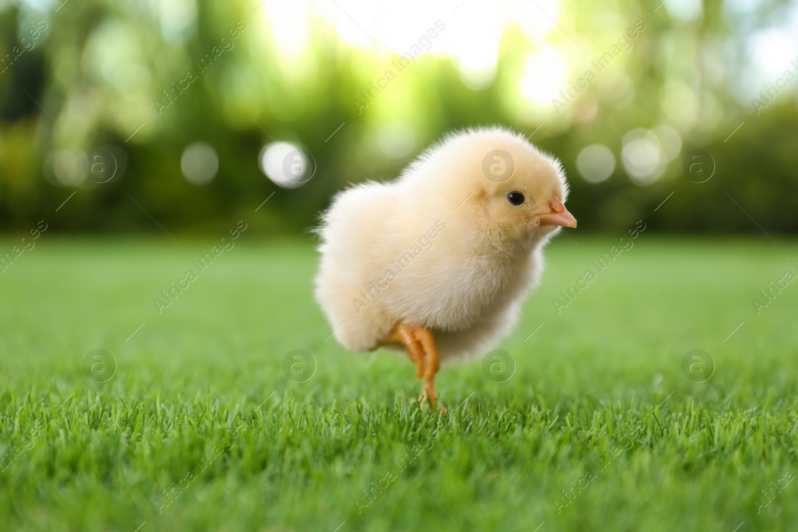 Photo of Cute fluffy baby chicken on green grass outdoors