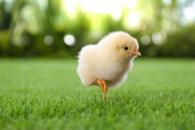 Cute fluffy baby chicken on green grass outdoors