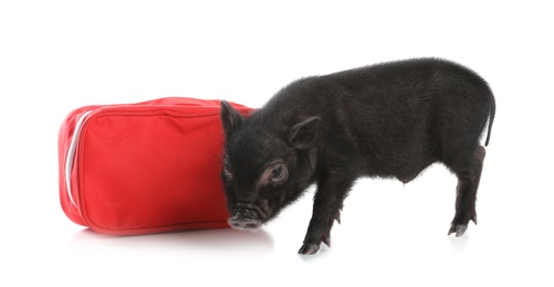 Photo of Miniature pig and first aid kit on white background