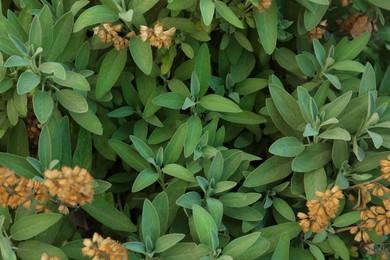 Photo of Beautiful sage with green leaves growing outdoors, closeup