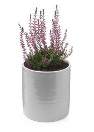 Beautiful heather in flowerpot isolated on white