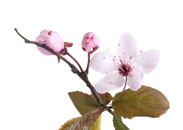 Photo of Tree branch with beautiful blossoms isolated on white. Spring season