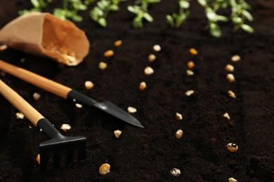 Photo of Gardening tools, corn seeds and vegetable seedlings in fertile soil, closeup. Space for text