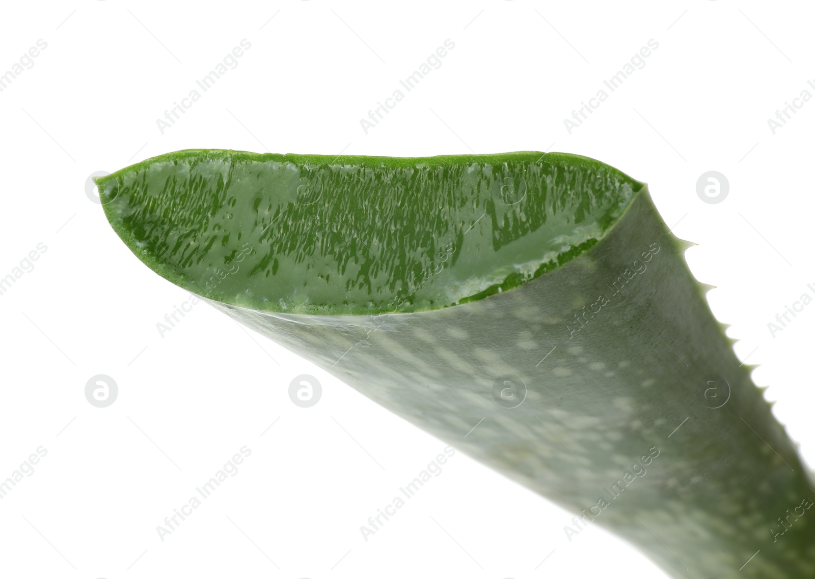 Photo of Green aloe vera leaf isolated on white