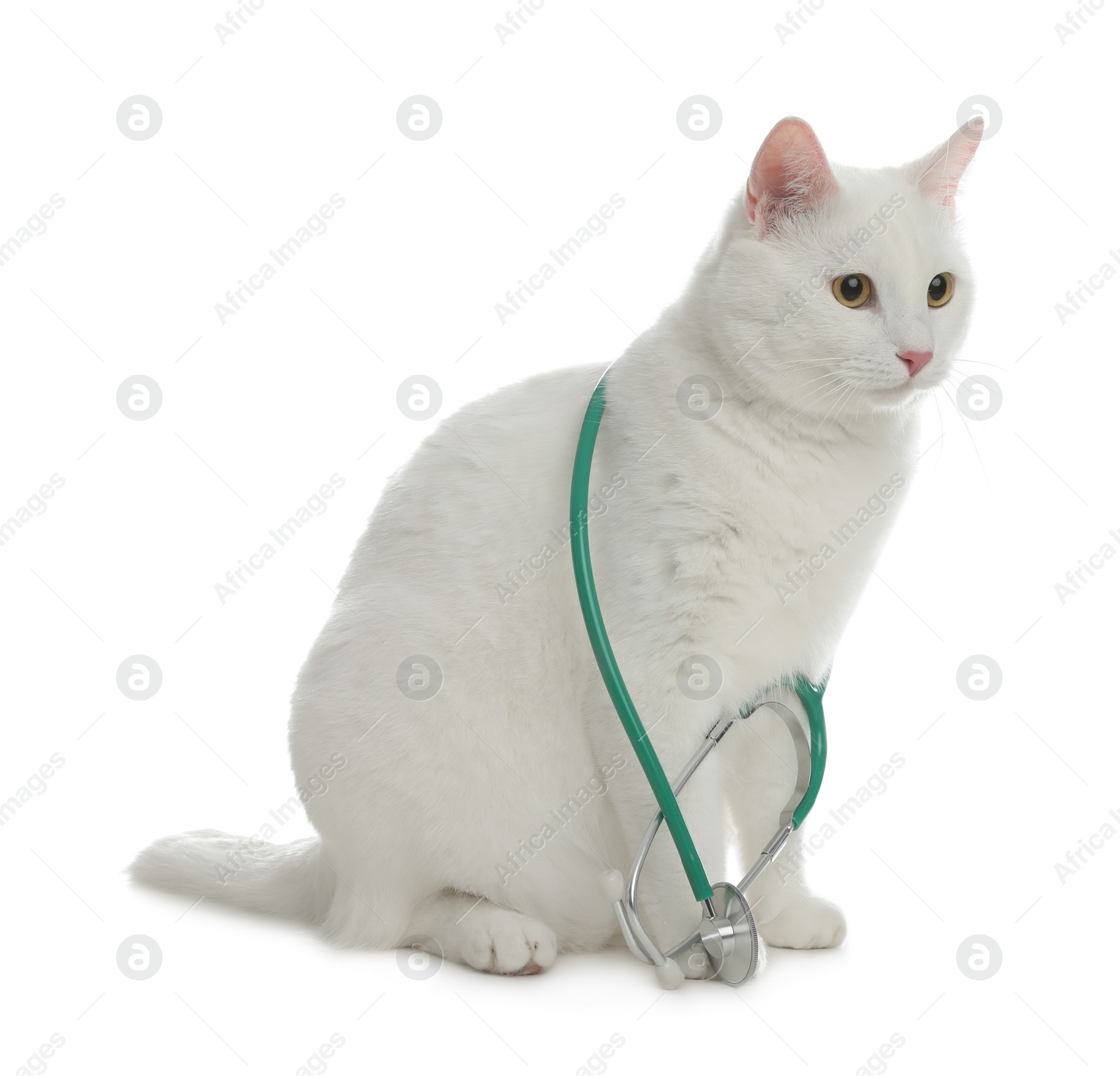 Photo of Cute cat with stethoscope as veterinarian on white background