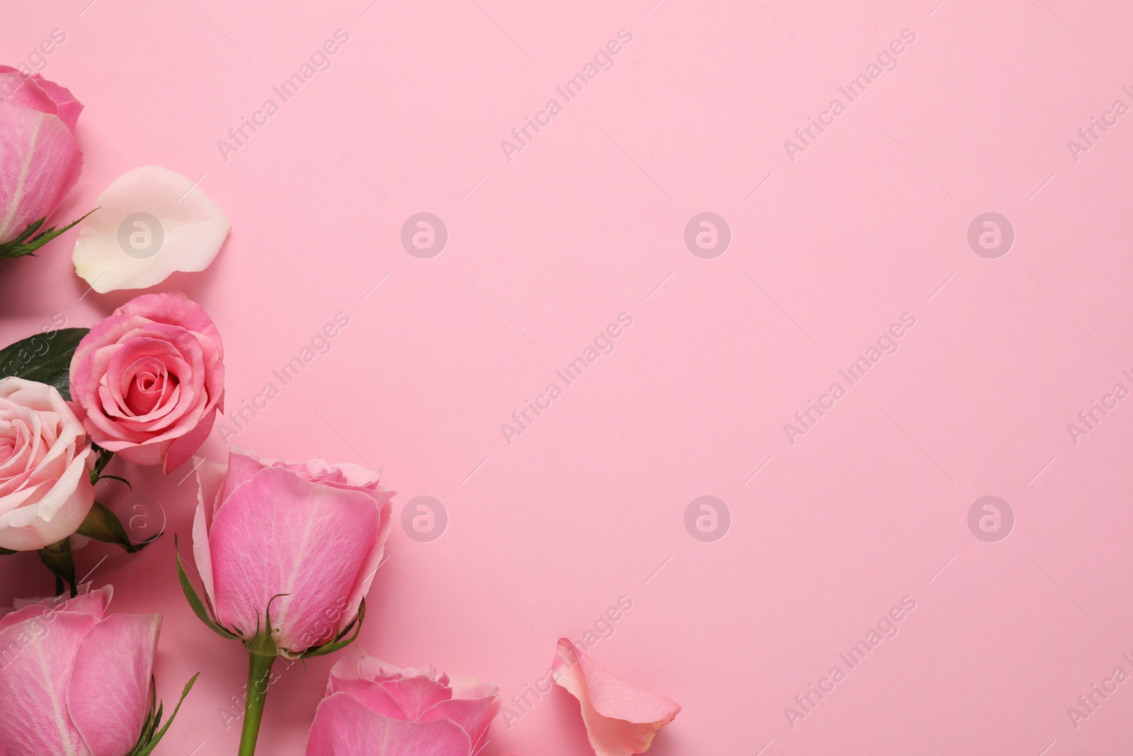 Photo of Beautiful roses and petals on pink background, top view. Space for text