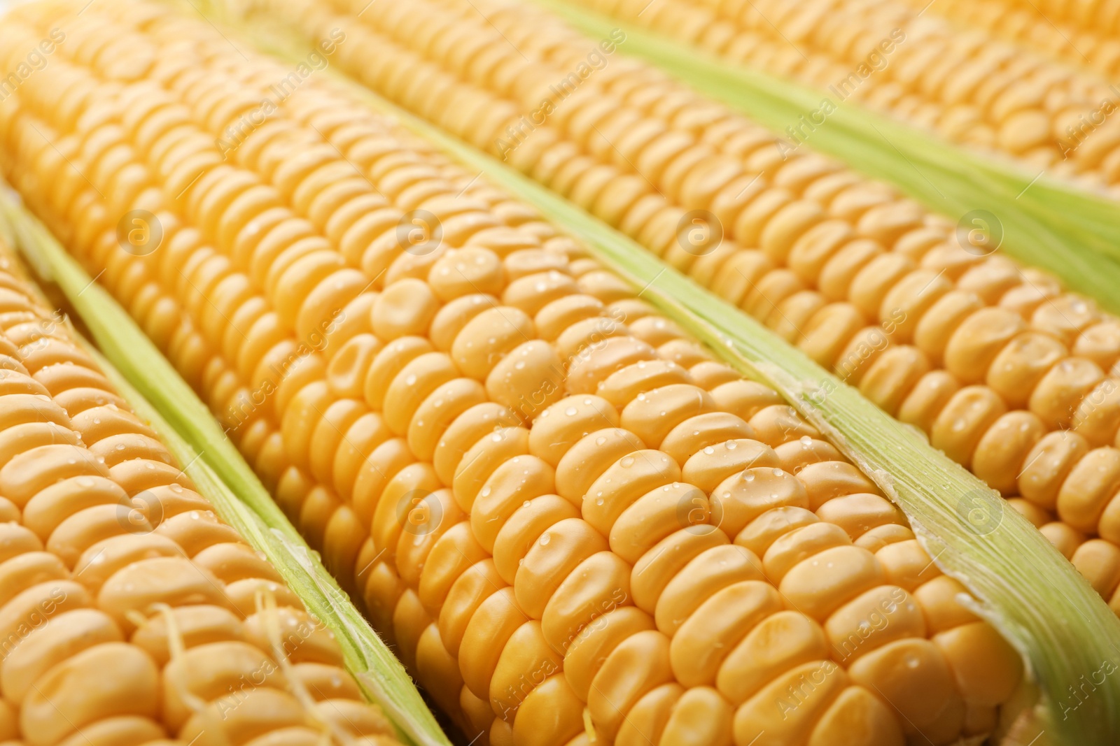 Photo of Tasty sweet corn cobs as background, closeup