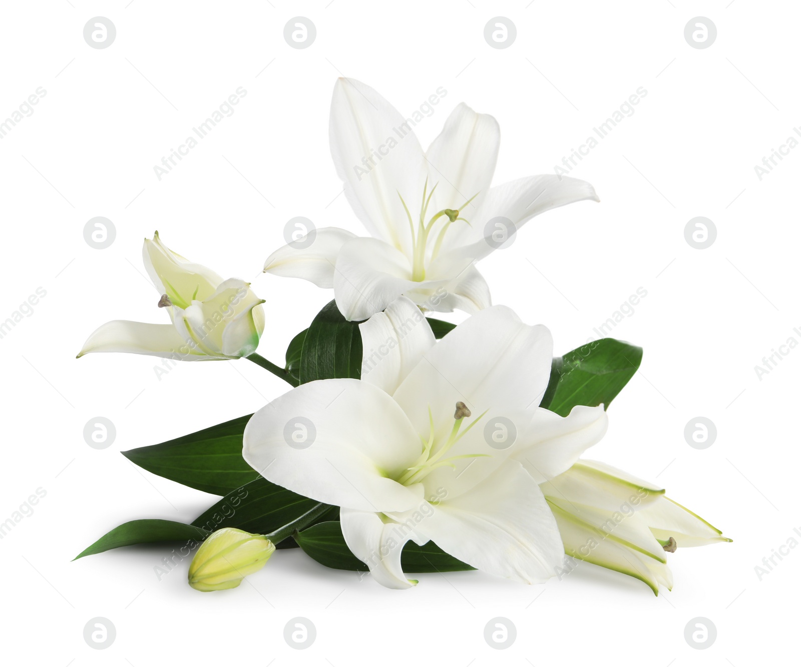 Photo of Beautiful fresh lily flowers isolated on white