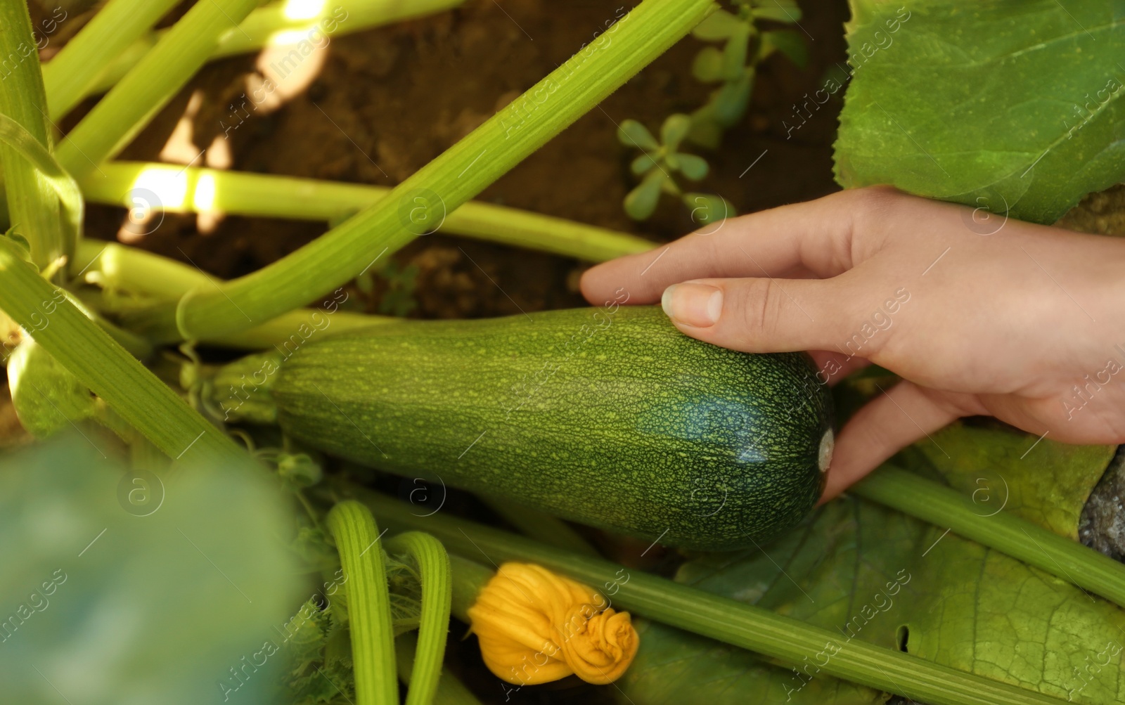 Photo of Woman picking ripe green zucchini outdoors, closeup