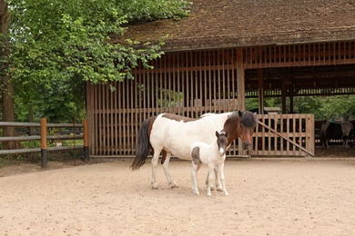 Photo of Beautiful horses in zoological garden. Wild animals