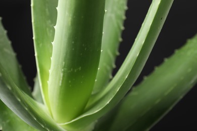 Photo of Green aloe vera plant on black background, closeup