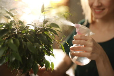 Photo of Young woman spraying ficus plant at home, closeup. Engaging hobby
