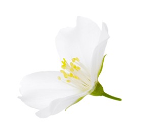 Photo of Beautiful delicate jasmine flower isolated on white