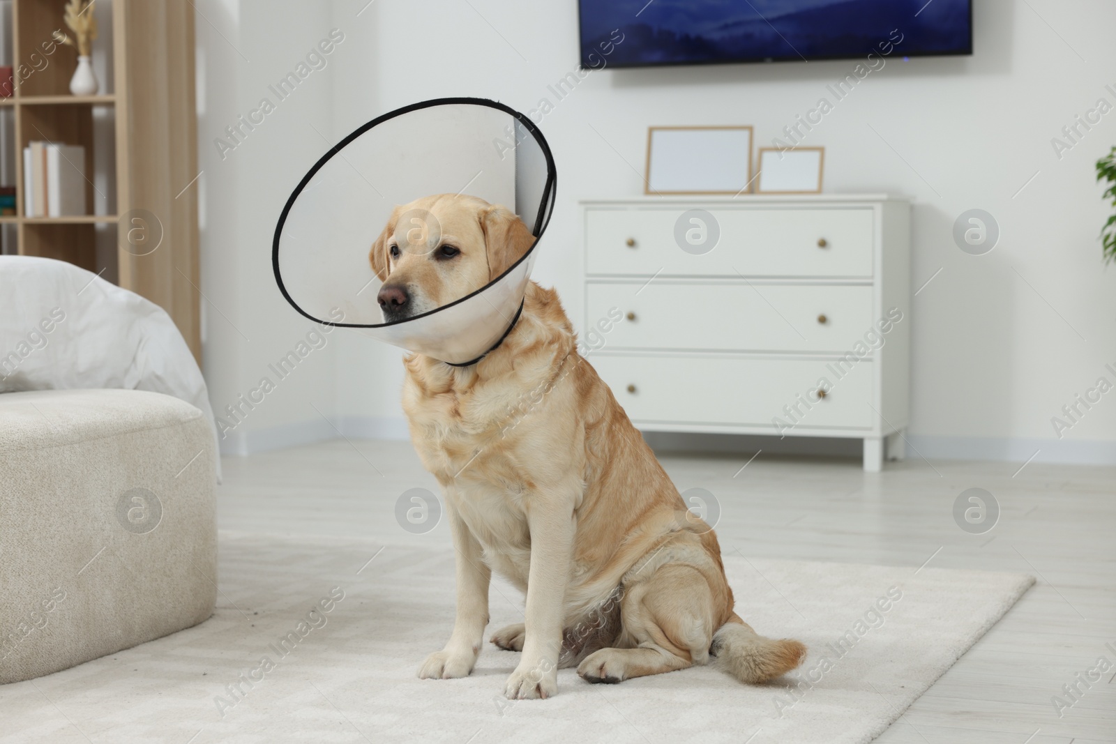 Photo of Cute Labrador Retriever with protective cone collar on floor in room