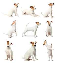 Image of Collage with photos of cute dog on white background