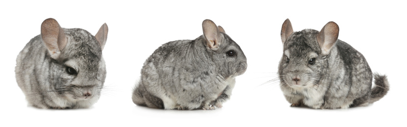 Collage with cute grey chinchillas on white background