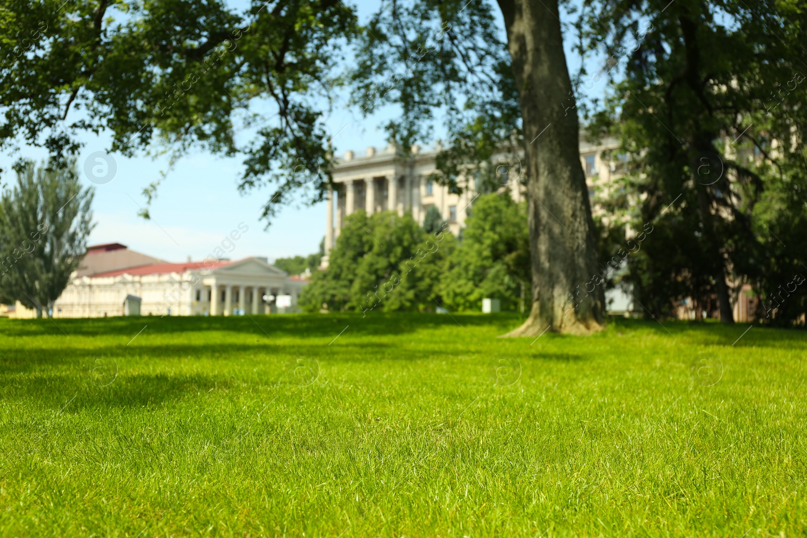 Photo of Green lawn with fresh grass in park