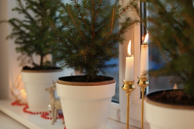 Small potted fir trees and burning candles on window sill indoors