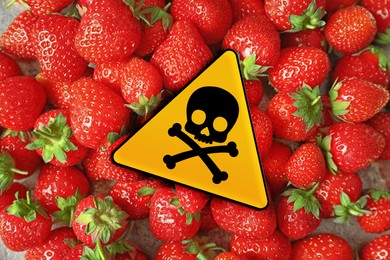 Skull and crossbones sign on ripe strawberries, top view. Be careful - toxic