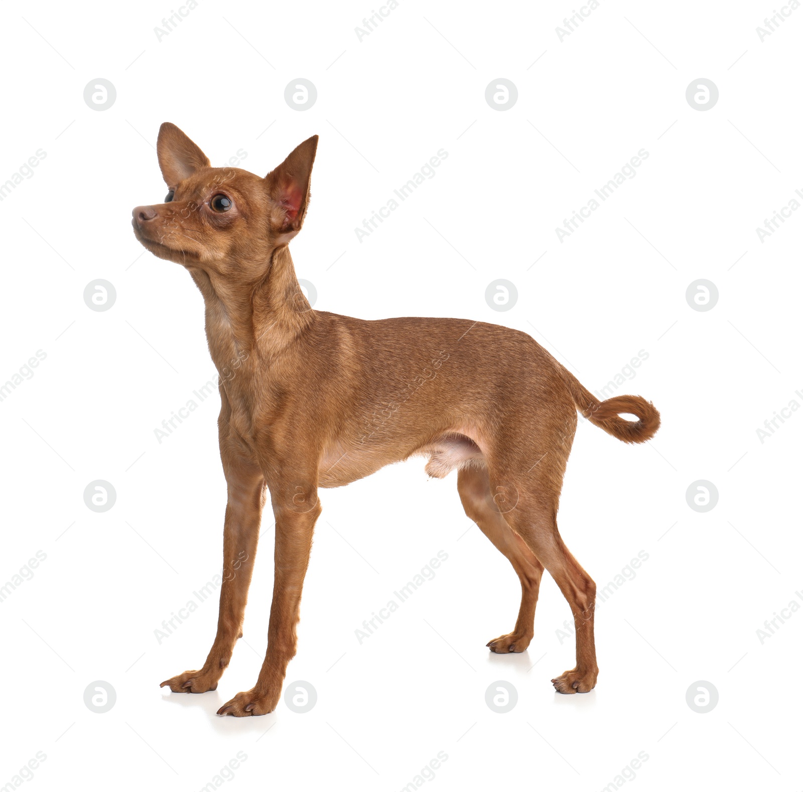 Photo of Cute toy terrier isolated on white. Domestic dog