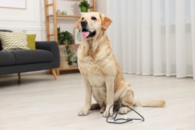 Photo of Naughty Labrador Retriever dog near damaged electrical wire at home