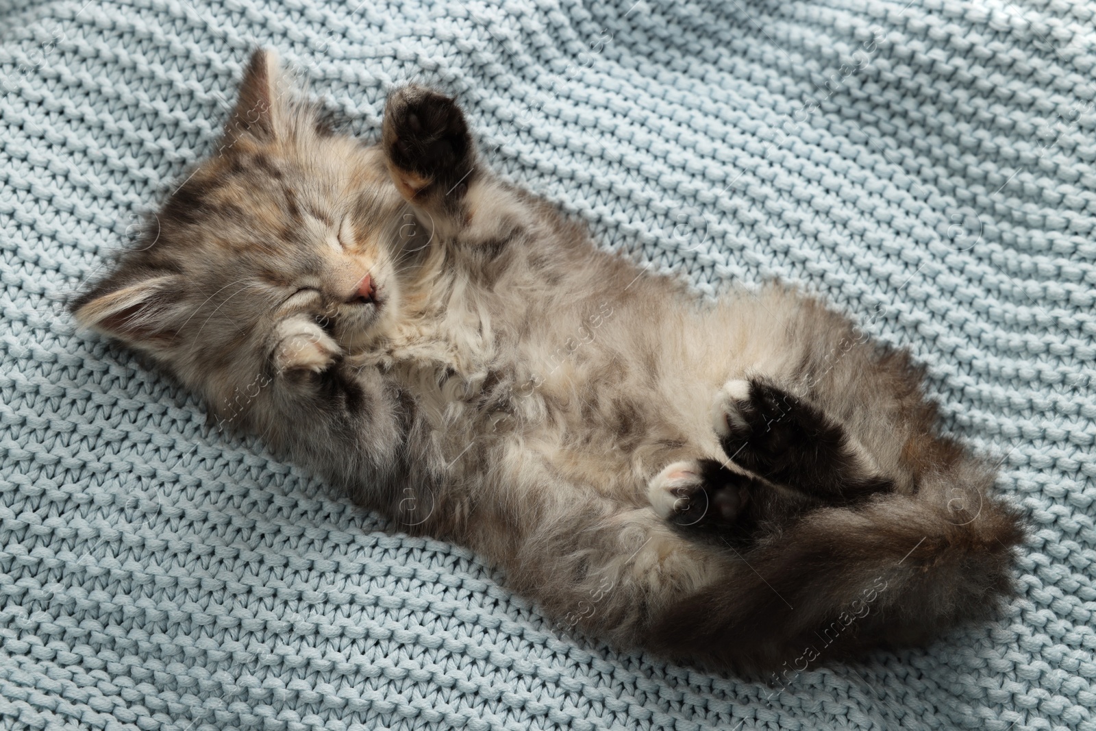 Photo of Cute kitten sleeping on light blue knitted blanket, top view