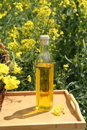 Photo of Rapeseed oil in bottle on tray and flowers outdoors, closeup