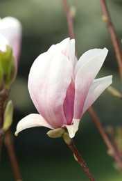 Photo of Beautiful Magnolia flower on tree branch outdoors, closeup
