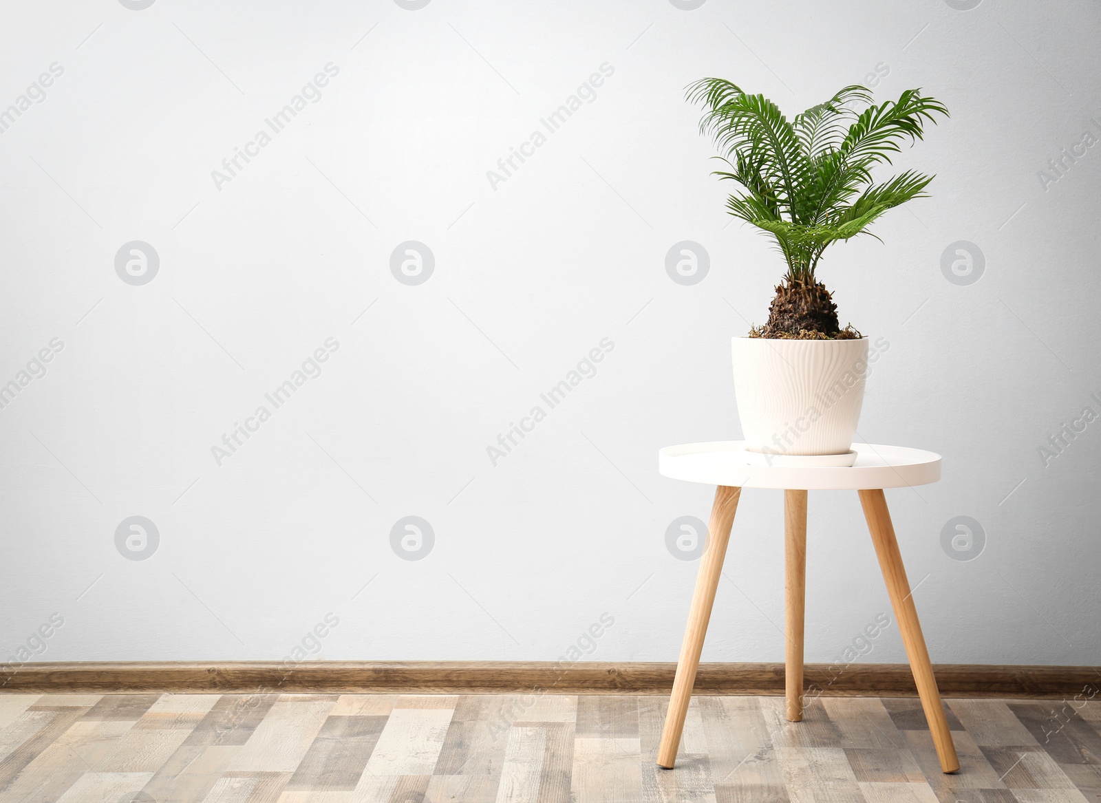 Photo of Flowerpot with tropical palm tree on table against light wall indoors