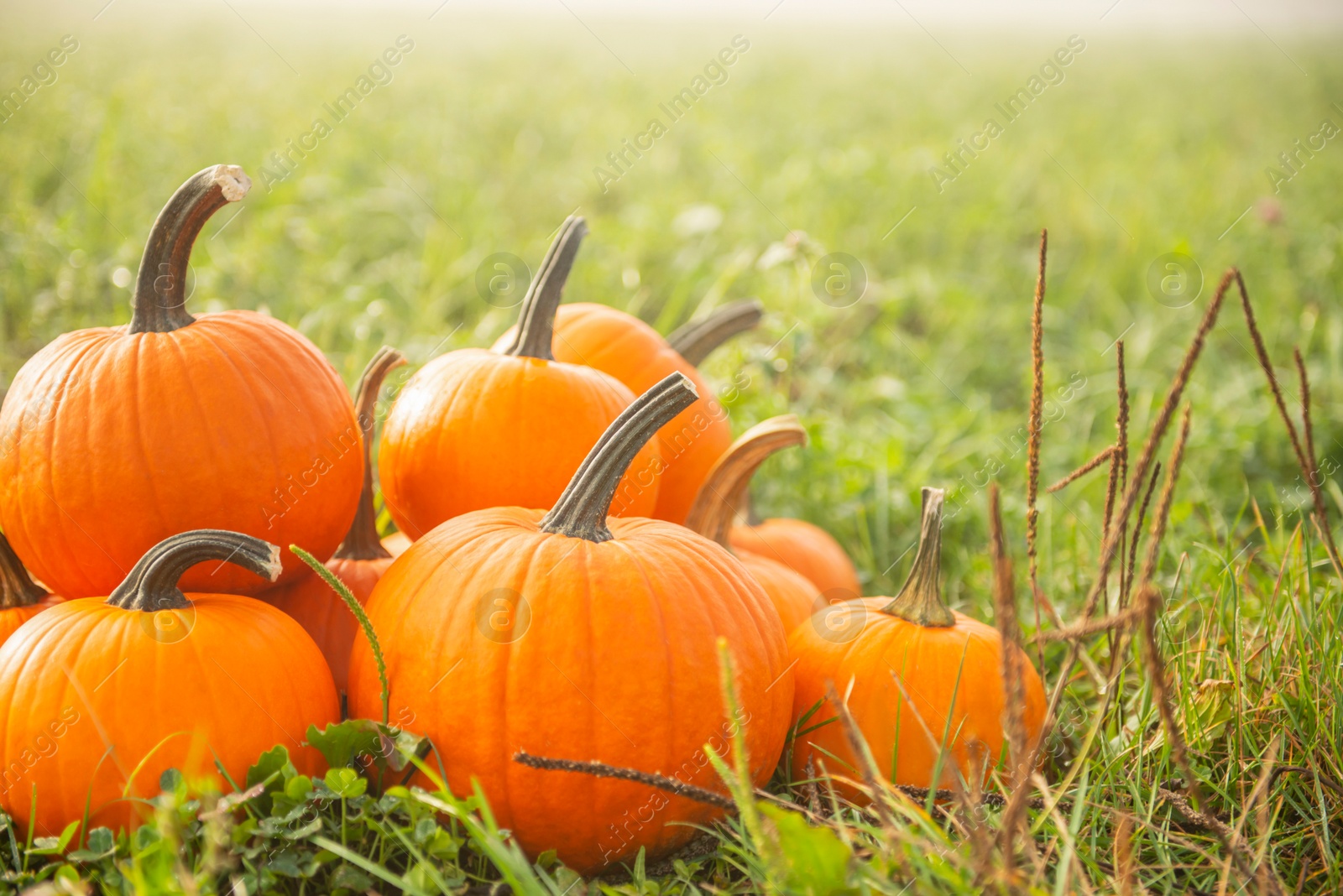 Photo of Many ripe orange pumpkins on green grass outdoors, space for text