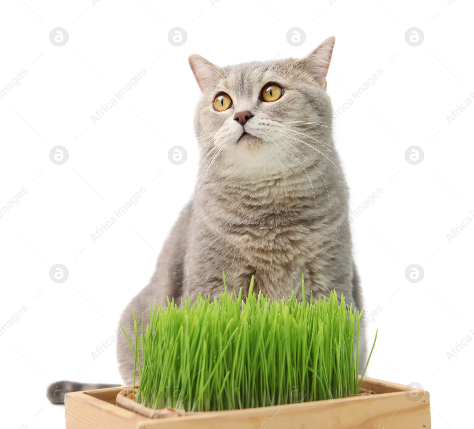 Photo of Cute cat and potted green grass isolated on white