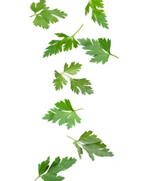 Green parsley leaves falling on white background