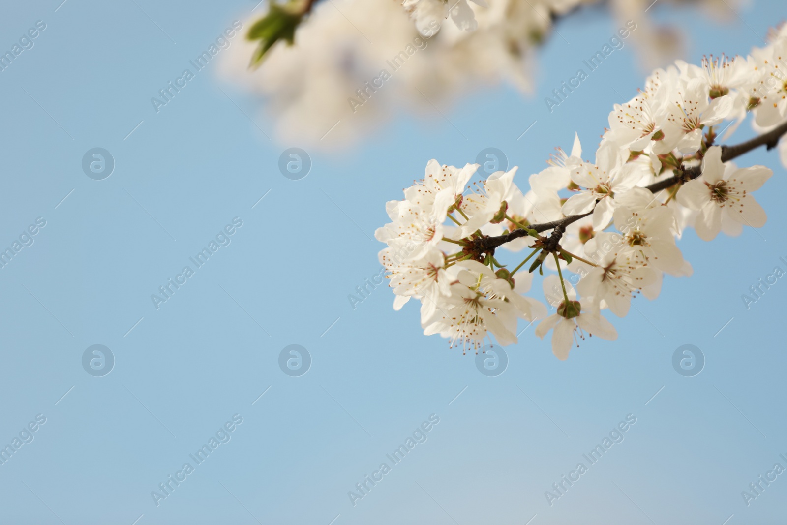 Photo of Closeup view of blossoming tree against blue sky on spring day