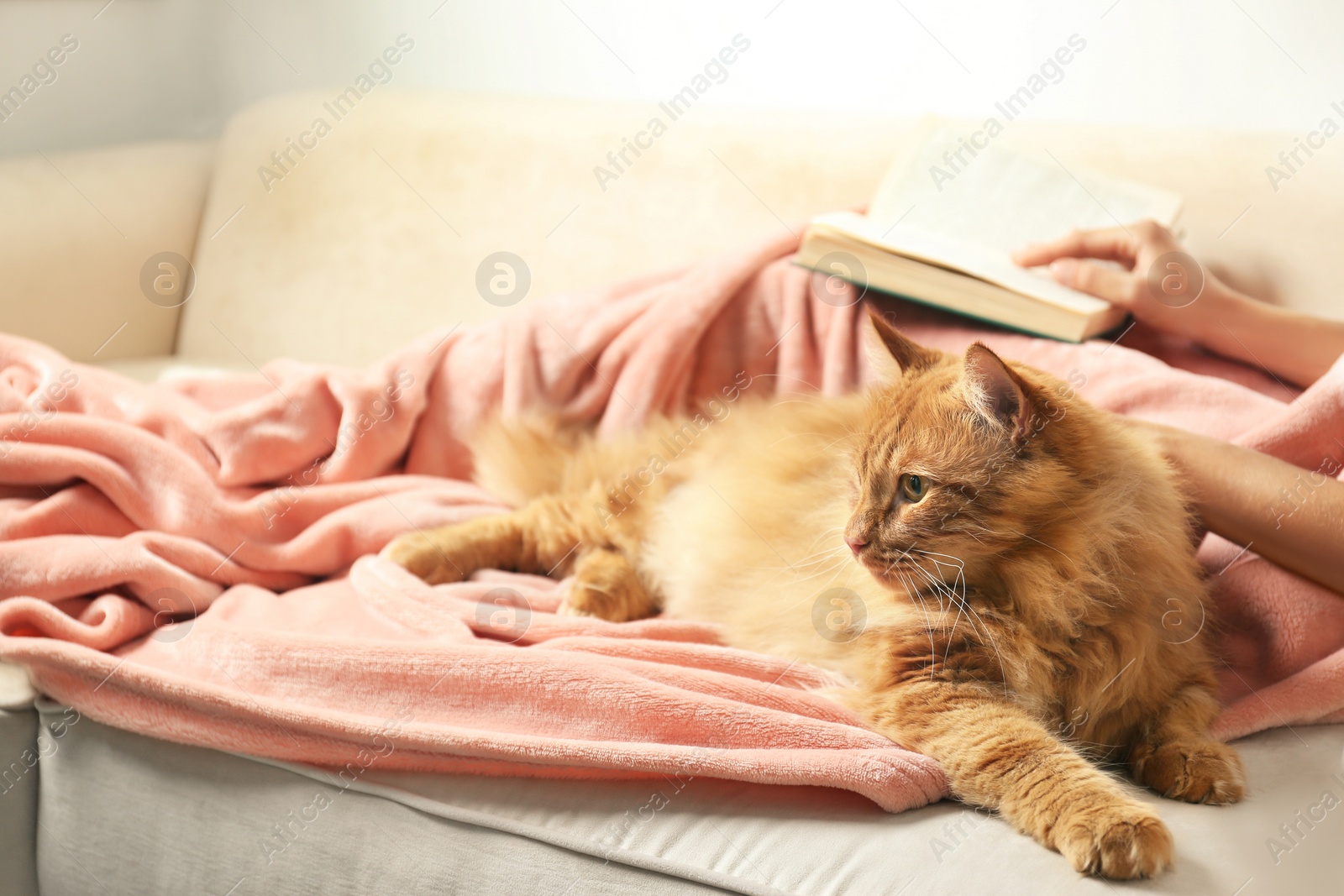 Photo of Woman with cute red cat and book on sofa at home, closeup view. Space for text