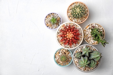 Beautiful cacti on light background, top view