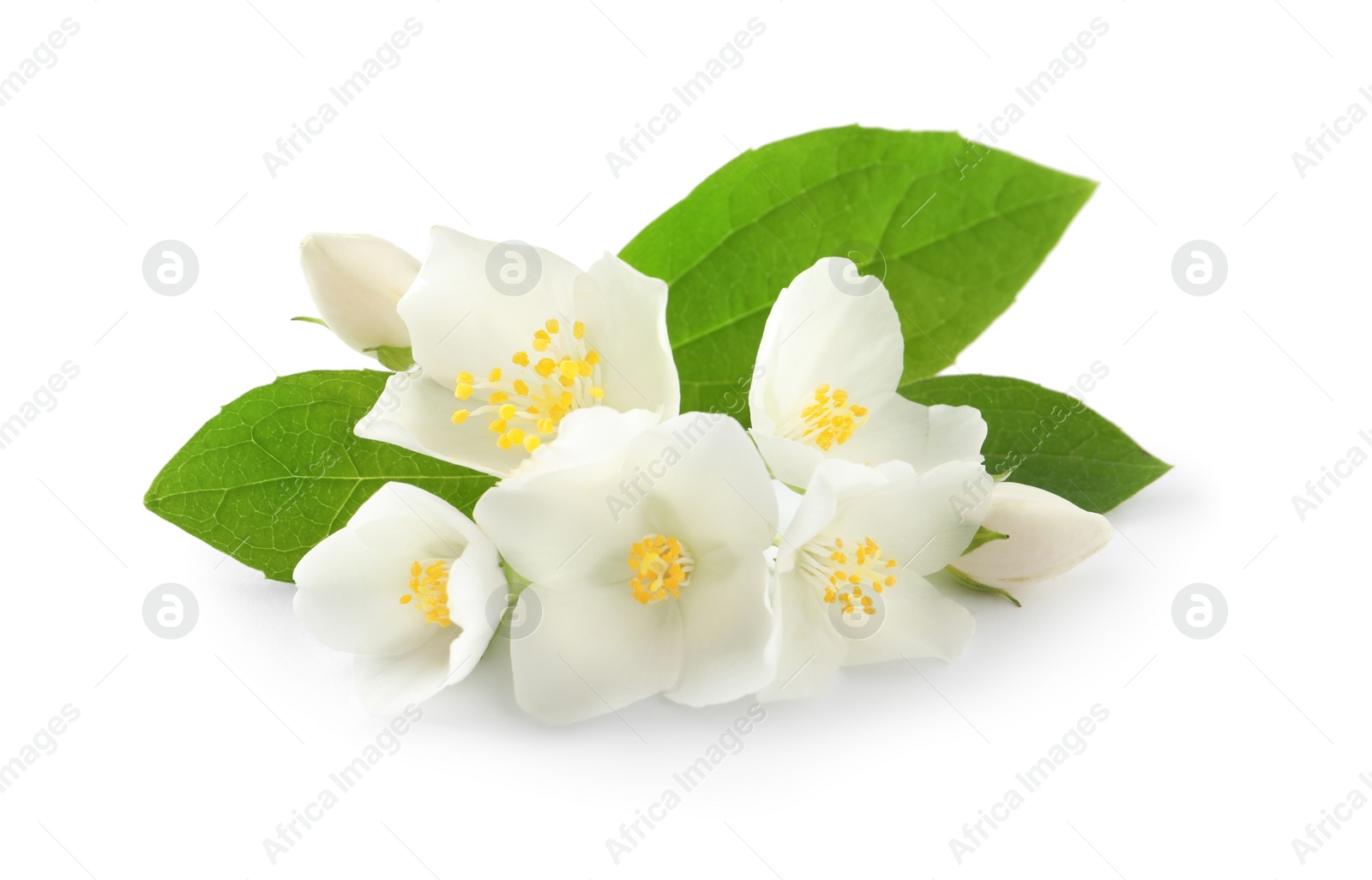 Photo of Beautiful flowers of jasmine plant with leaves on white background