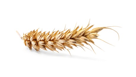 Dry ear of wheat isolated on white