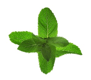 Fresh green mint leaves on white background