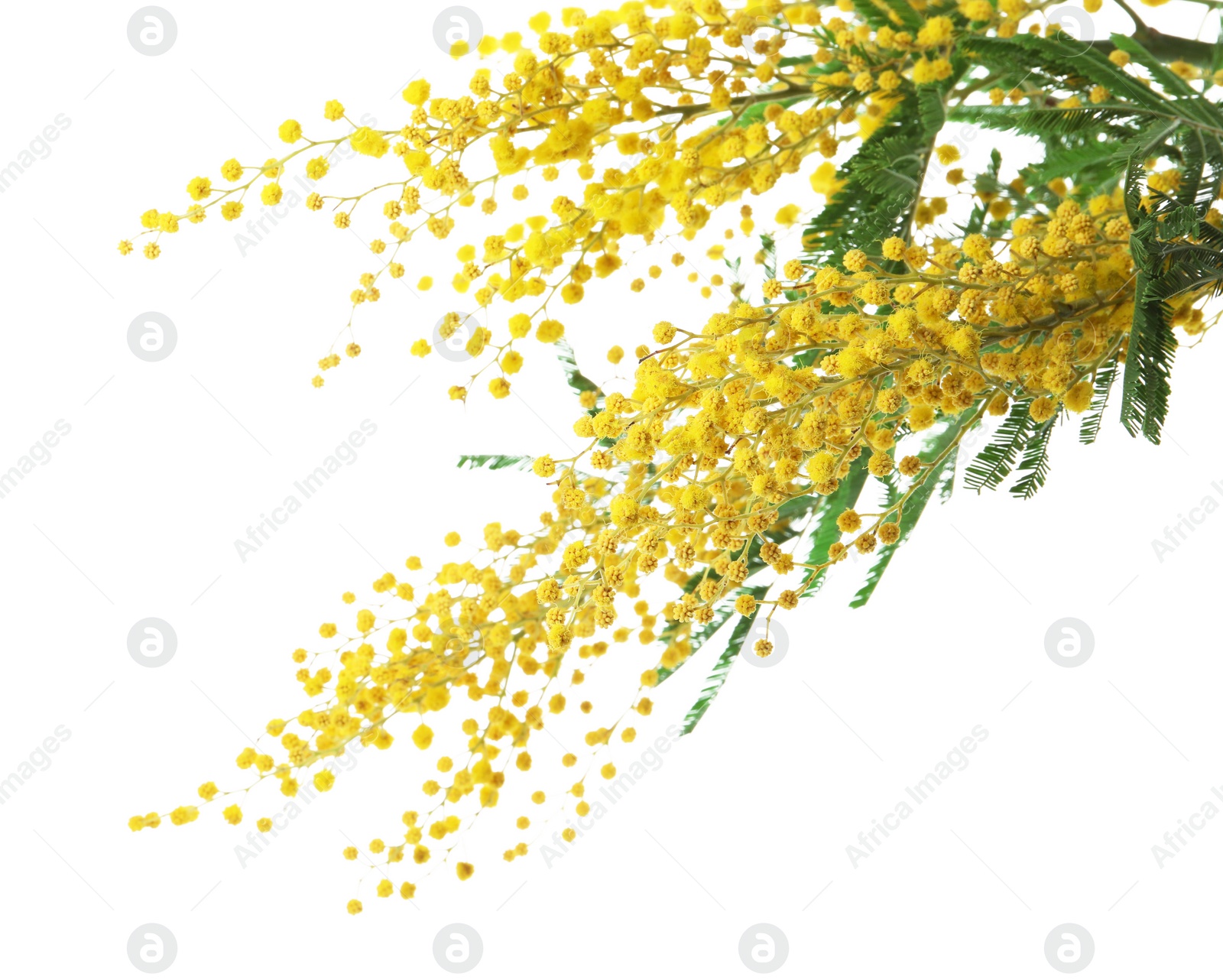 Photo of Beautiful mimosa plant with yellow flowers on white background