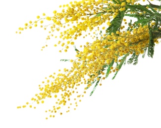 Photo of Beautiful mimosa plant with yellow flowers on white background