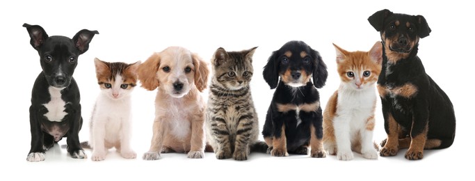 Image of Cute dogs and cats on white background. Banner design