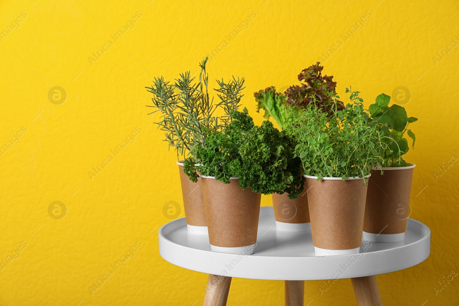 Photo of Seedlings of different aromatic herbs in paper cups on white table near yellow wall