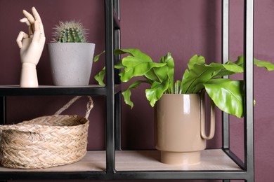 Stylish ceramic vase with green leaves, houseplant and decor on shelf near brown wall