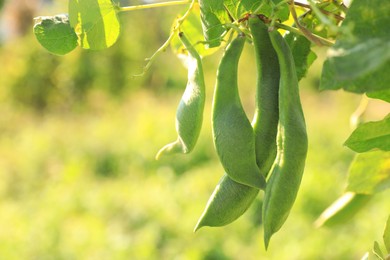 Fresh green beans growing outdoors on sunny day, closeup