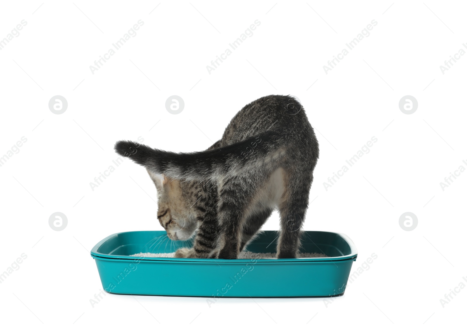 Photo of Grey tabby cat using litter tray on white background. Adorable pet