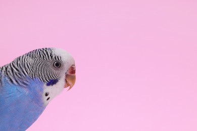 Photo of Beautiful bright parrot on pink background. Exotic pet. Space for text